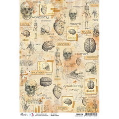 Ciao Bella Rice Paper A4 Human Anatomy-1