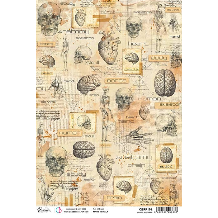 Ciao Bella Rice Paper A4 Human Anatomy-1