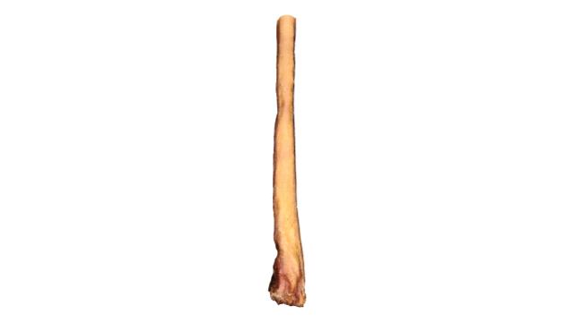 12" Monster Bully Stick-2