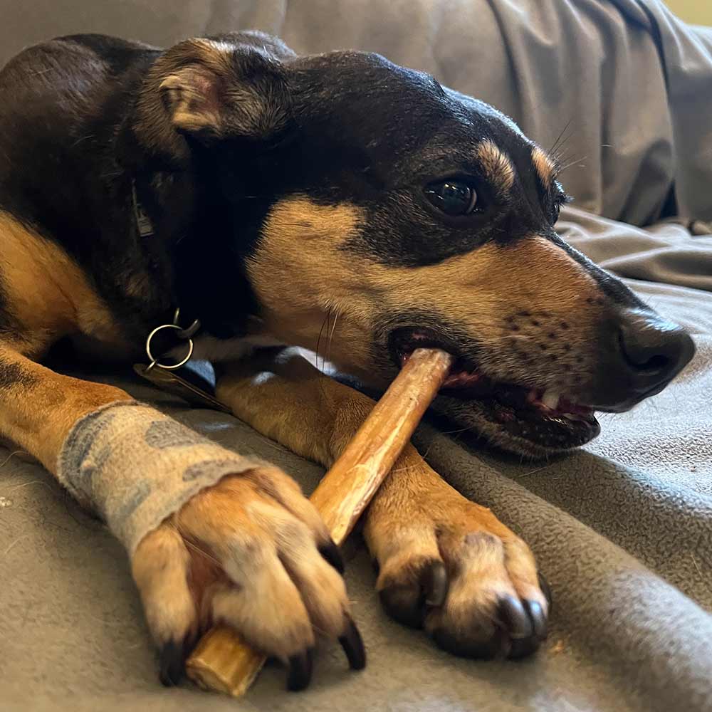 12" Standard Bully Stick-4