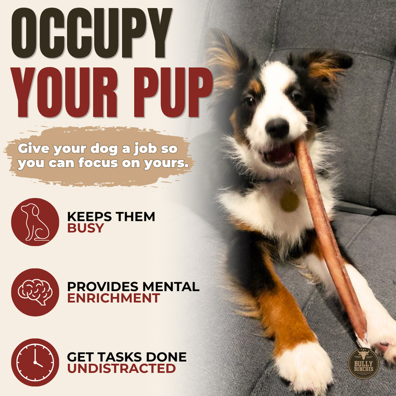 12 Inch Standard Bully Stick-2