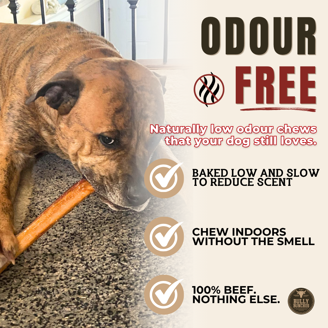 12 Inch Thick Bully Stick-6