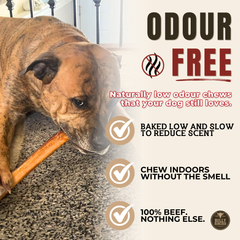 12 Inch Thick Bully Stick-6