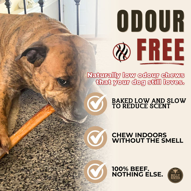 12 Inch Thick Bully Stick-6