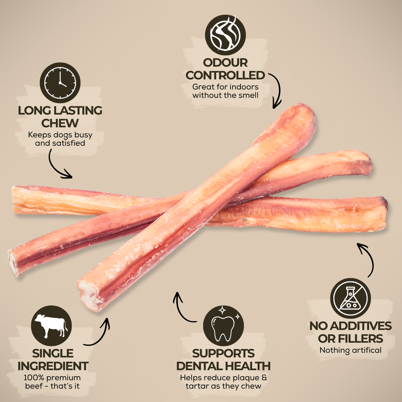 12 Inch Jumbo Bully Stick-3