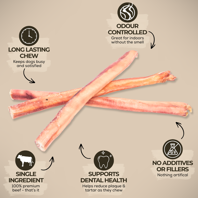 12 Inch Thick Bully Stick-3