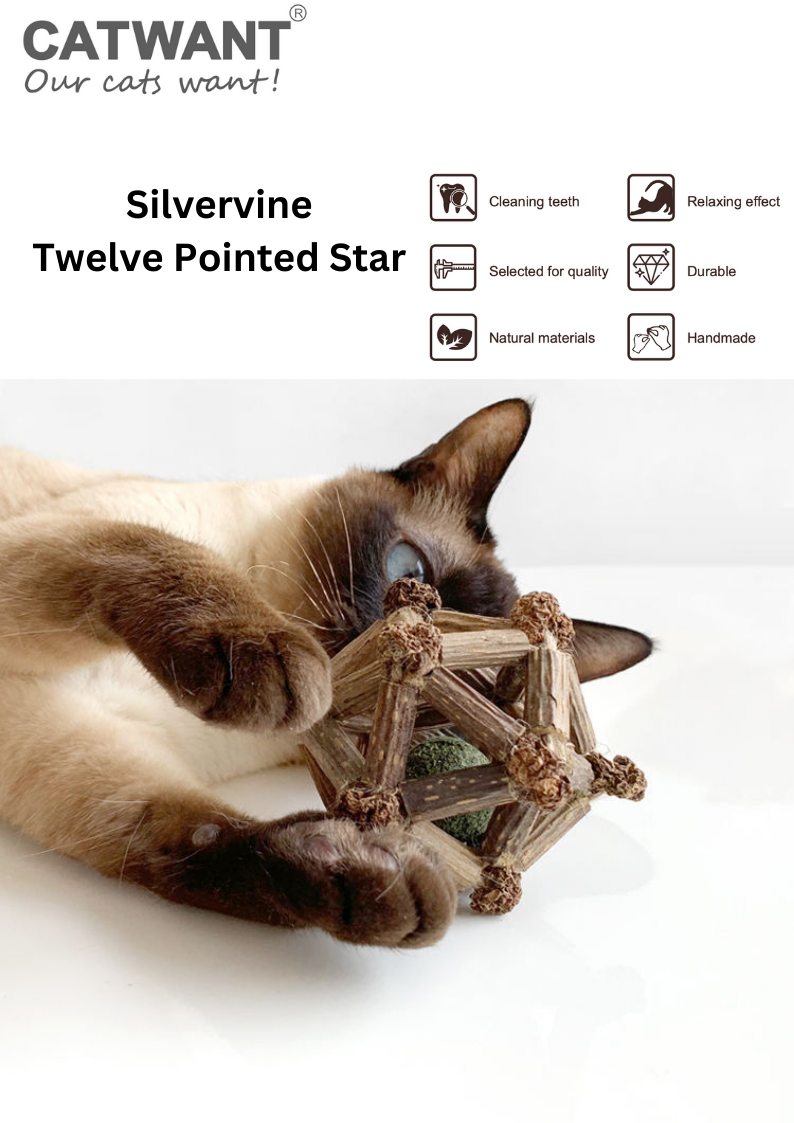 Silvervine Twelve Pointed Star-1