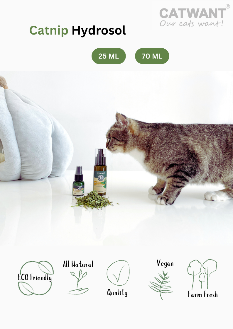 Catnip Hydrosol-4