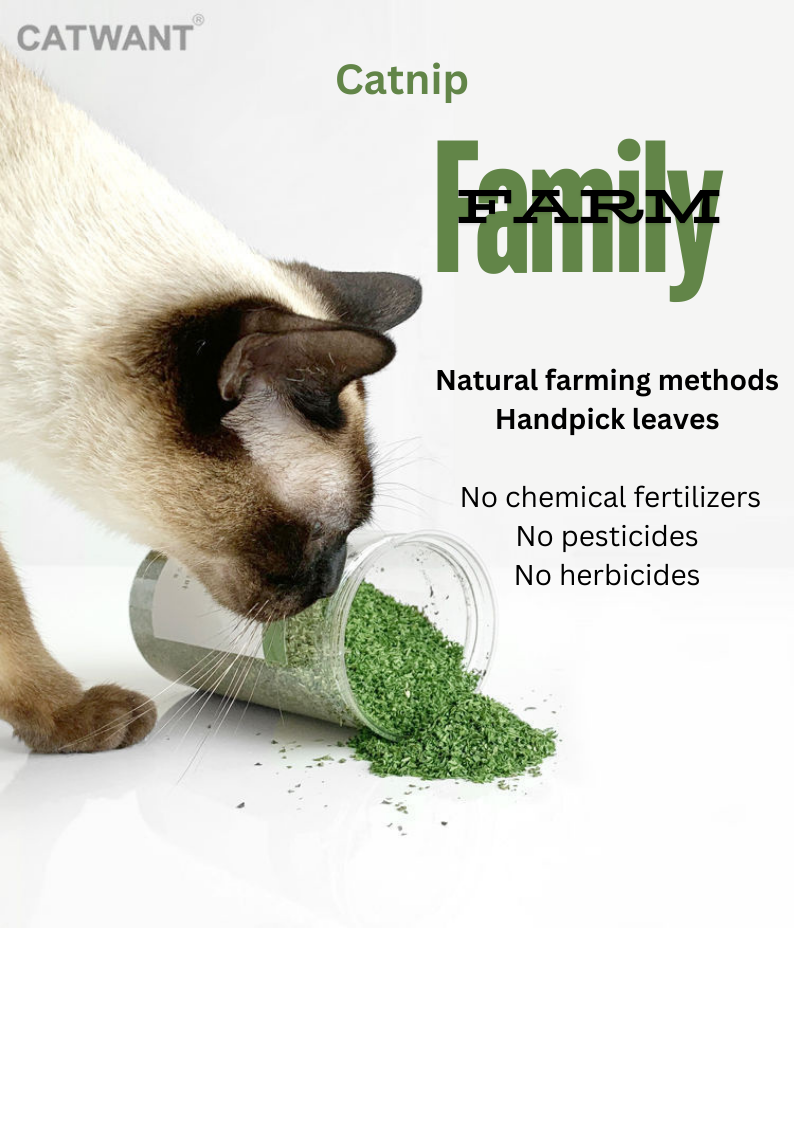 CATWANT Catnip-1