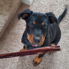12 Inch Beef Jerky Stick-5