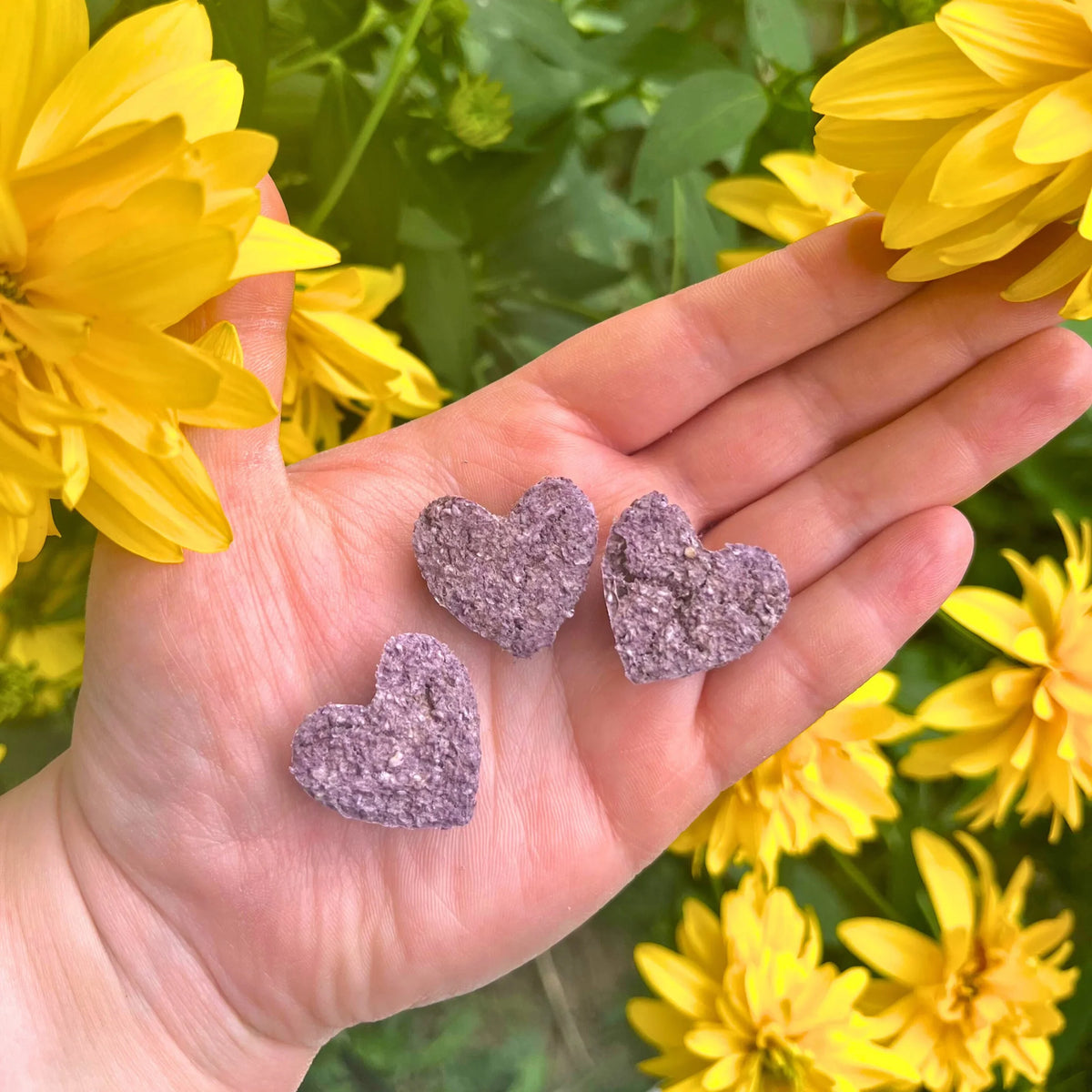 Blueberry Oaty Hearts for Small Animals-1