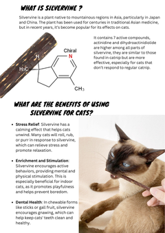 Silvervine Sticks-2