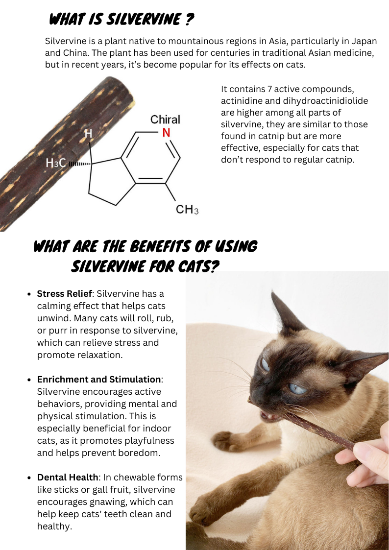 Silvervine Sticks-2