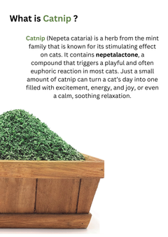 CATWANT Catnip-2