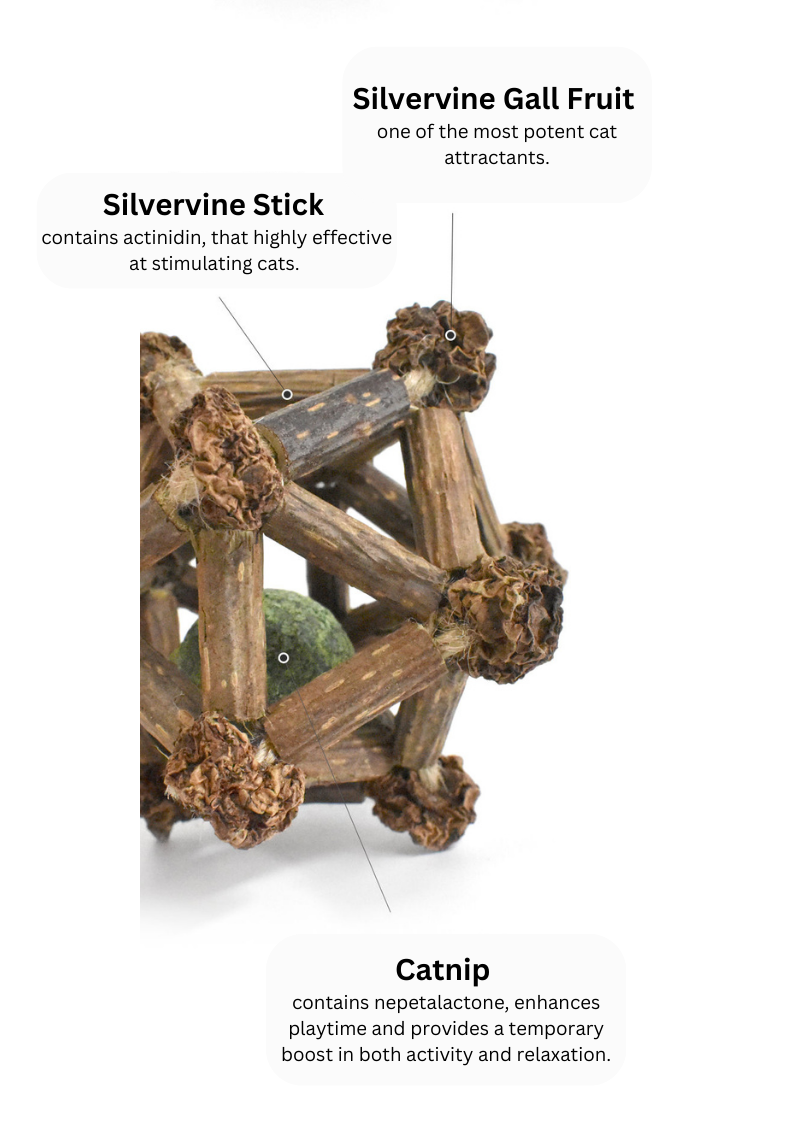 Silvervine Twelve Pointed Star-2