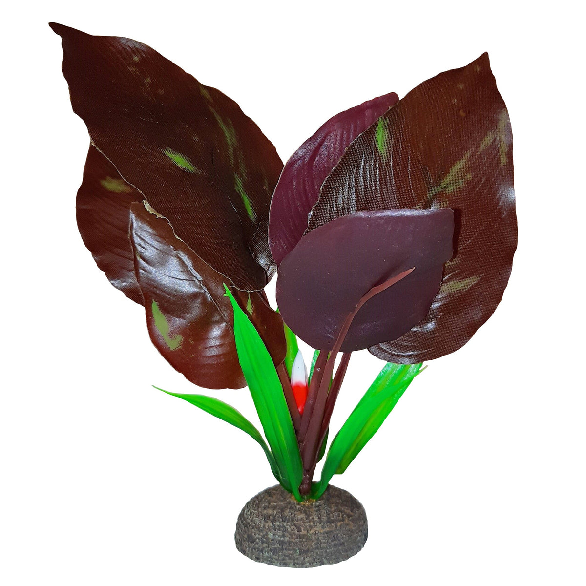 Betta Premium Red Lizard Plant, 6 in / 15 cm-1