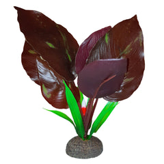 Betta Premium Red Lizard Plant, 6 in / 15 cm-1
