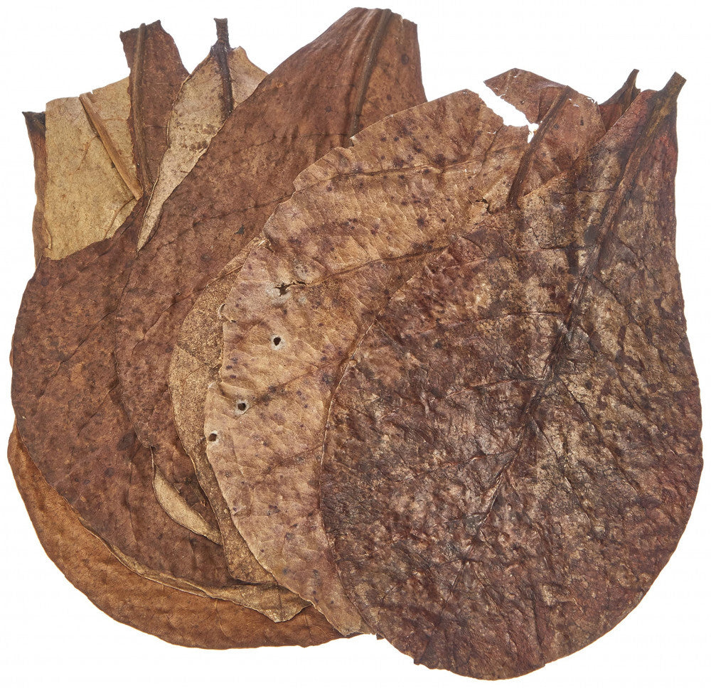 Feuilles de Catappa Sera 10 pcs