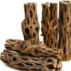 Cholla Wood-1