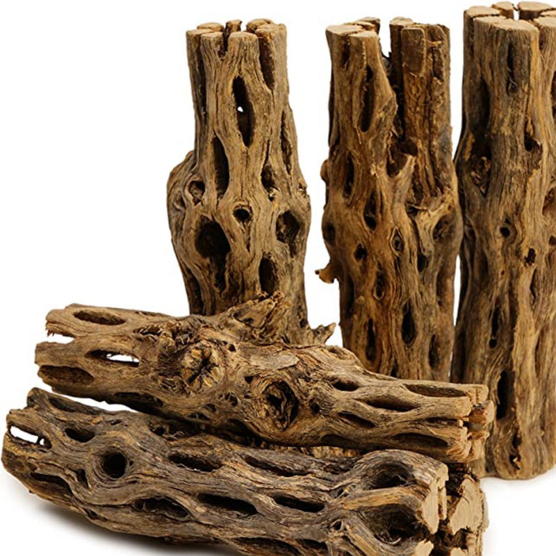Cholla Wood-1