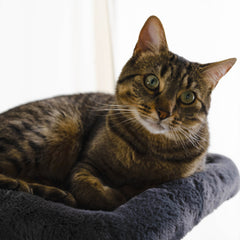 Hut Hideout - Deluxe 3-Level Cat Tree-6