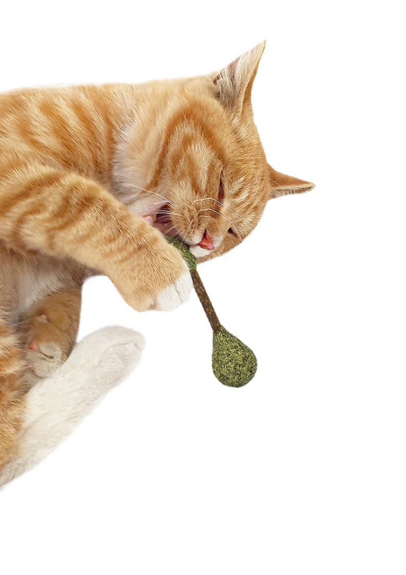 Catnip / Silvervine Dental Buds-2