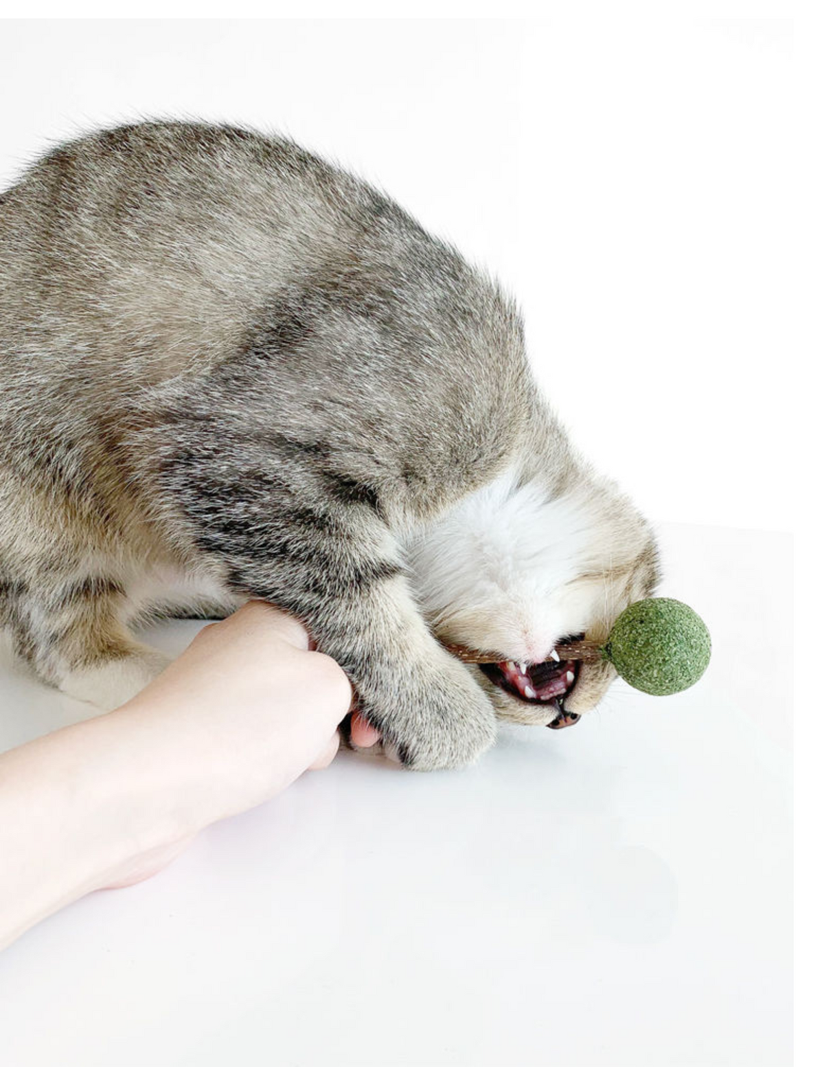 Catnip / Silvervine Lollipop-3