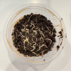 Live white worms - Enchytraeus albidus-1