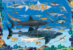 Eurographics Sharks 100-Piece Puzzle - Ocean Life - Ages 5+-2