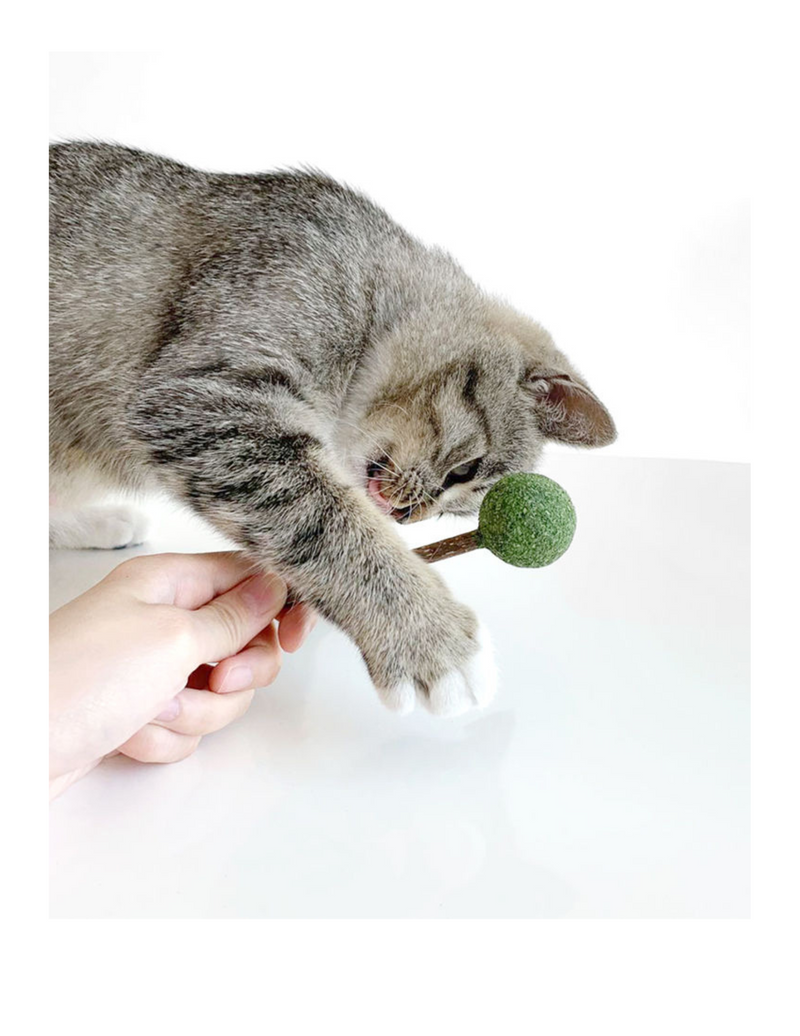 Catnip / Silvervine Lollipop-4