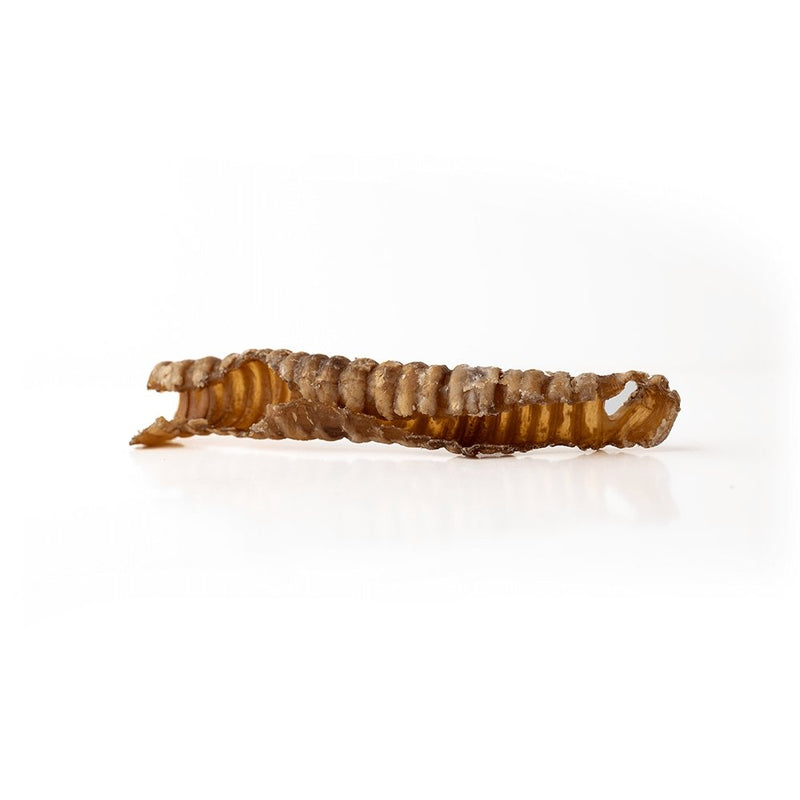 5-7" Lamb Trachea-2