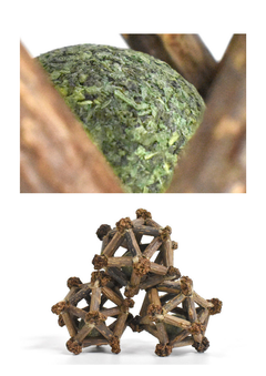 Silvervine Twelve Pointed Star-5