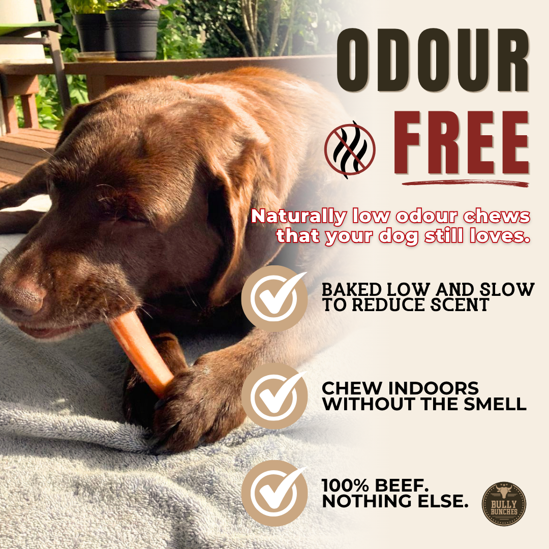 6 Inch Jumbo Bully Stick-4