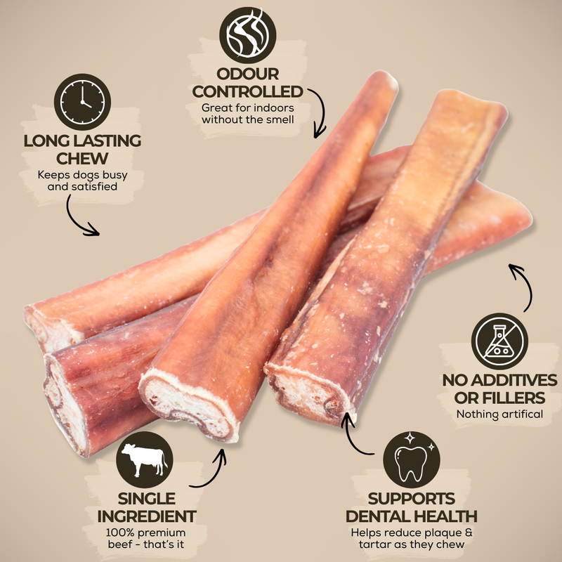 6 Inch Thick Bully Stick-3