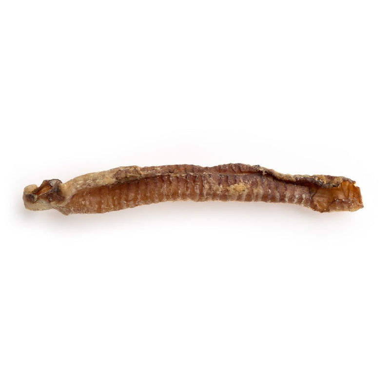 7"+ Lamb Trachea-1