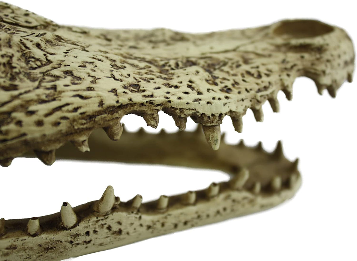 Komodo Alligator Skull Hideout - 9"-4