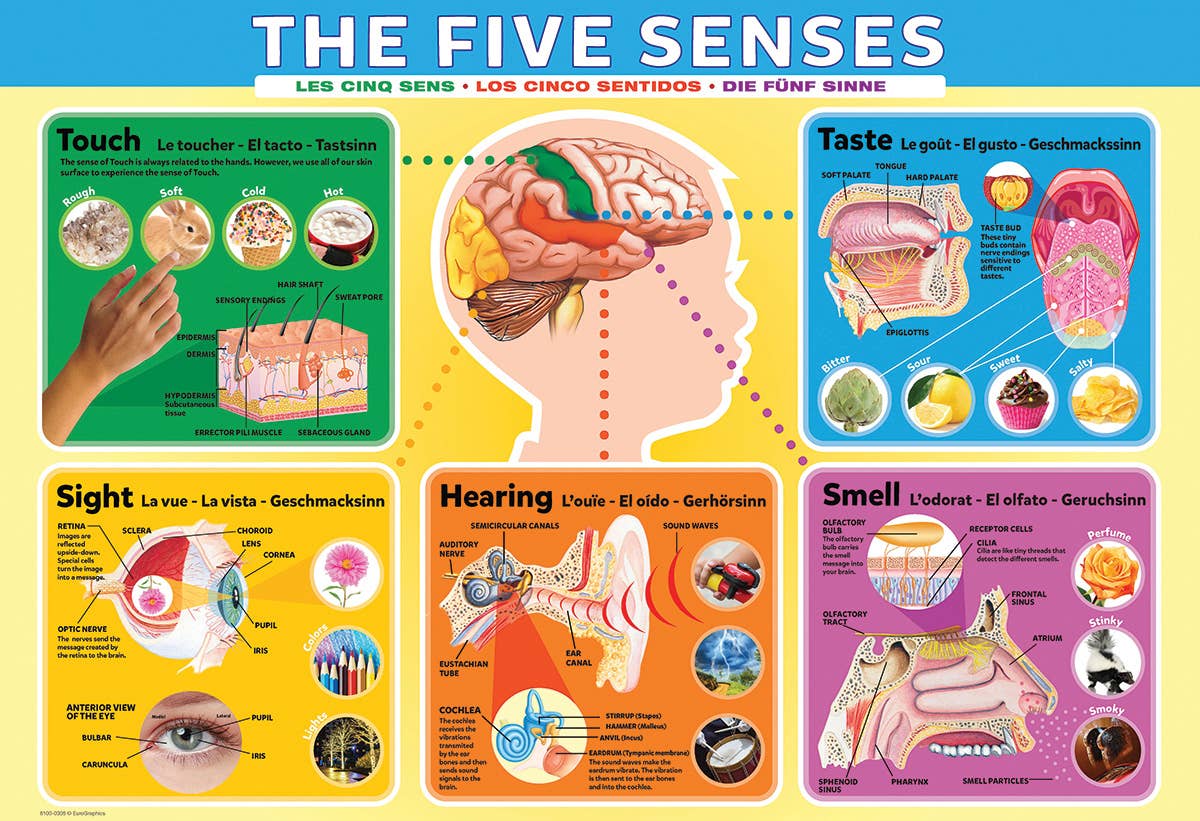 Eurographics The Five Senses 200-Piece Puzzle - Ages 6+-3