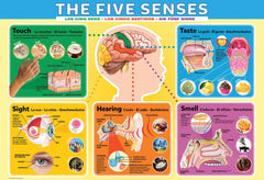 Eurographics The Five Senses 200-Piece Puzzle - Ages 6+-3
