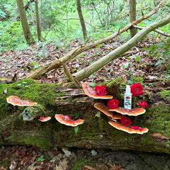 ROSE & REISHI SERUM-6