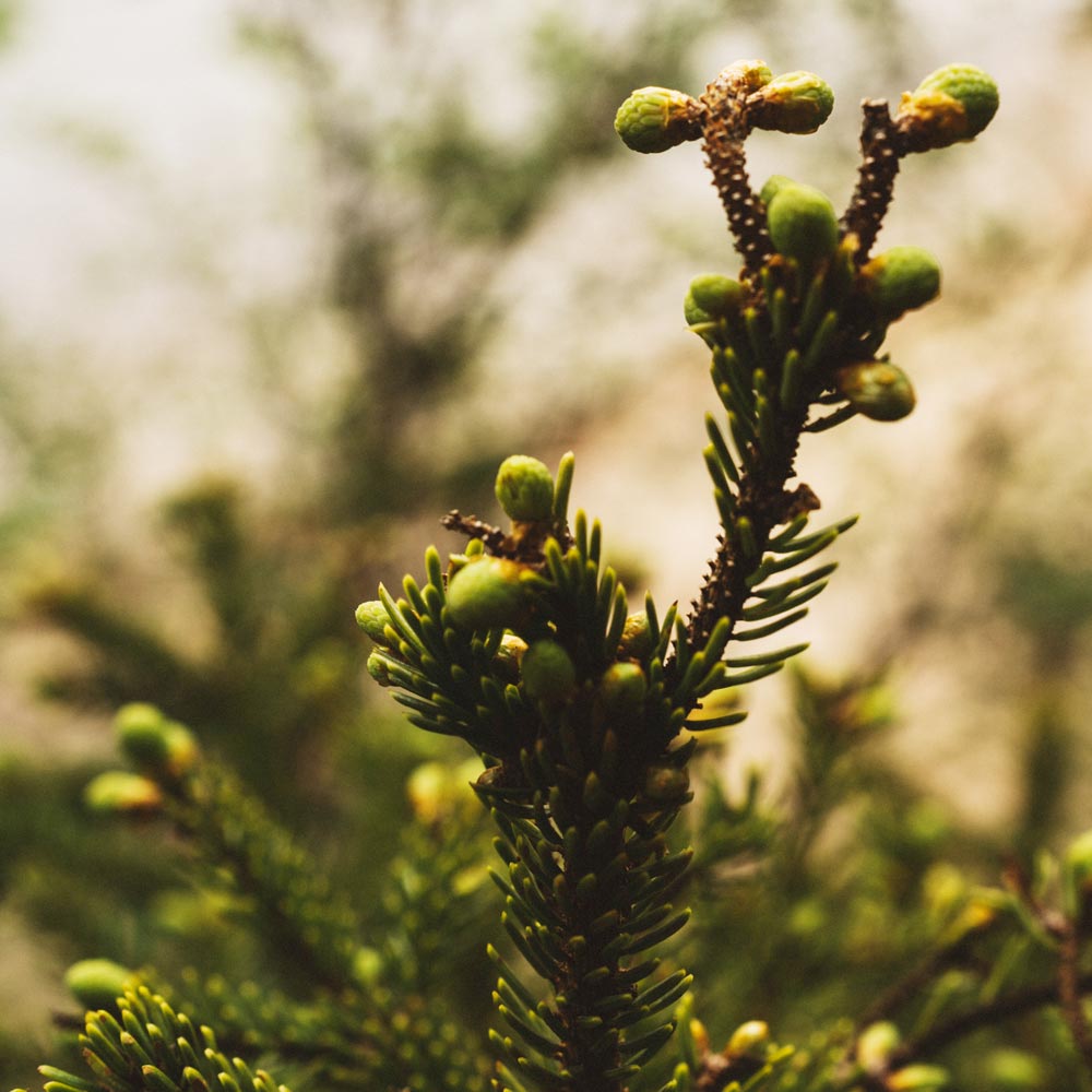Balsam Fir | Dried Whole Tips (Abies balsamea)-4