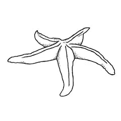 Frog's Whiskers Ink Stamp - Starfish-1