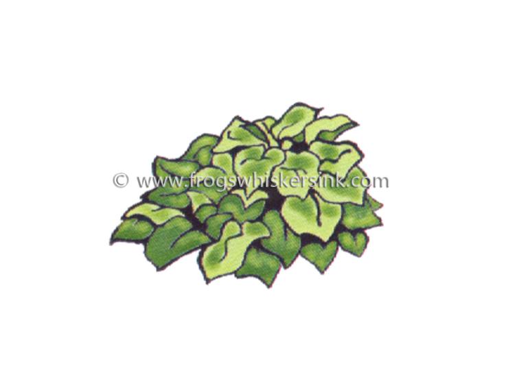 Frog's Whiskers Ink Stamp - Hosta #1-1