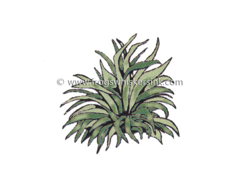 Frog's Whiskers Ink Stamp - Hosta #2-1