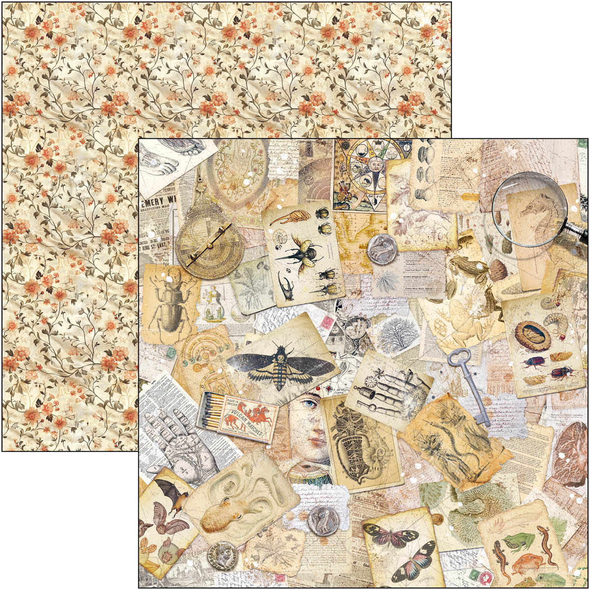 Cabinet Of Curiosities Pad 8"x8" 12/Pkg-3