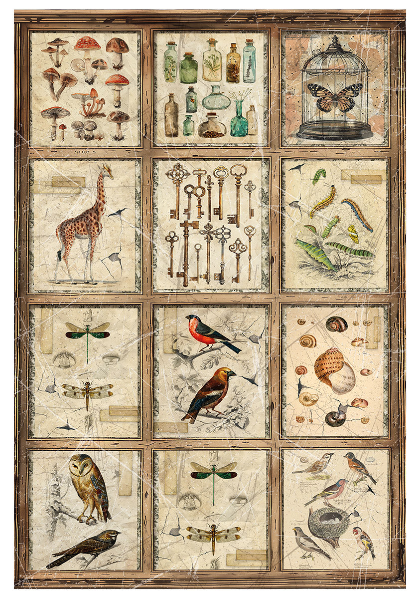Rice Paper A4 MIXED 4/Pkg Cabinet Of Curiosities-3