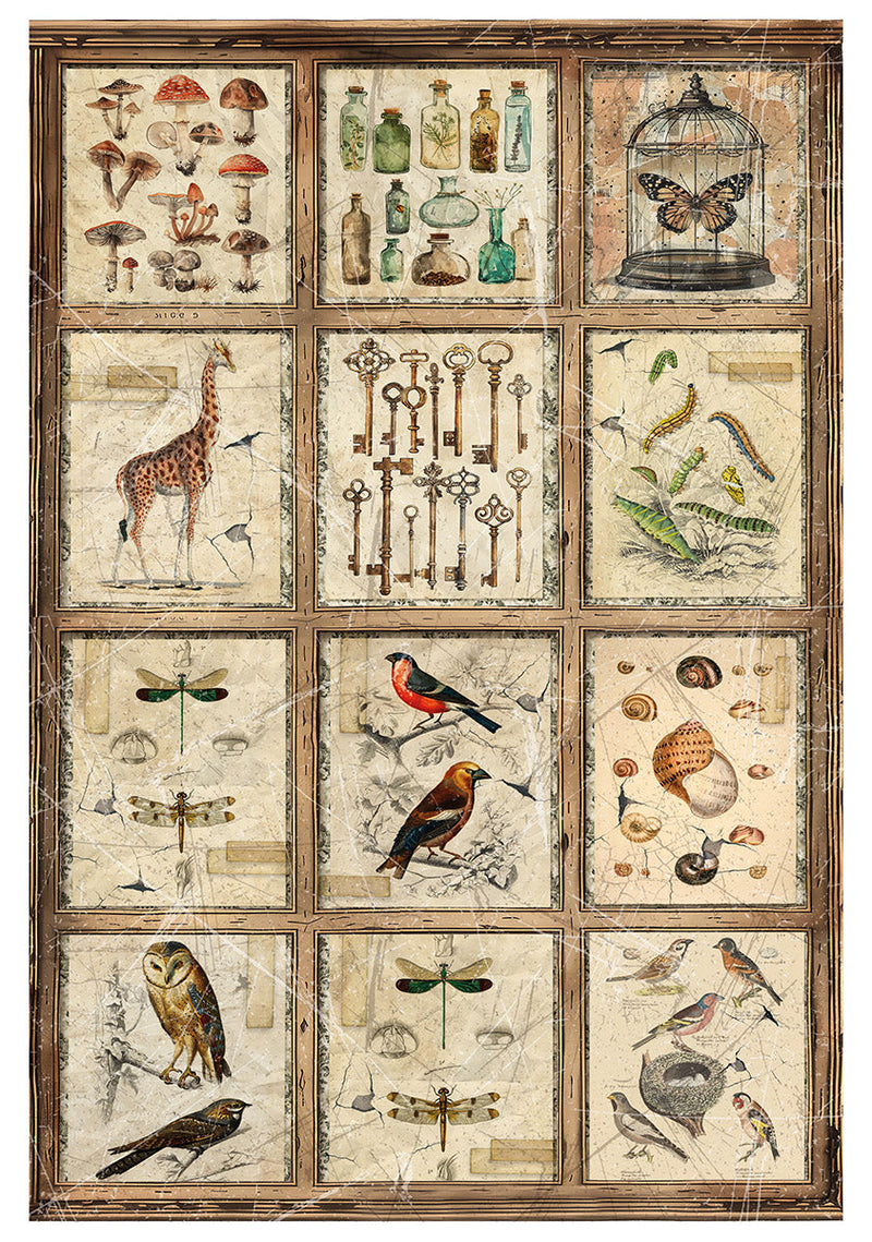 Rice Paper A4 MIXED 4/Pkg Cabinet Of Curiosities-3