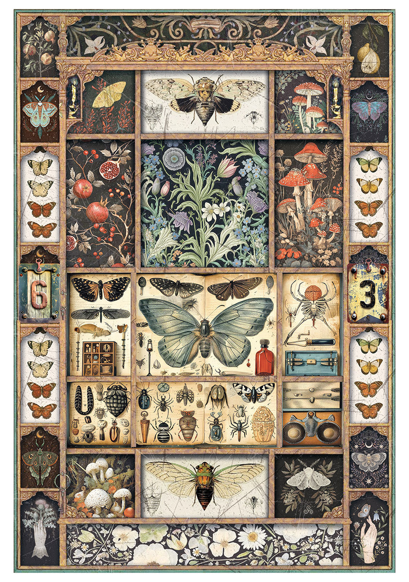 Rice Paper A4 MIXED 4/Pkg Cabinet Of Curiosities-5