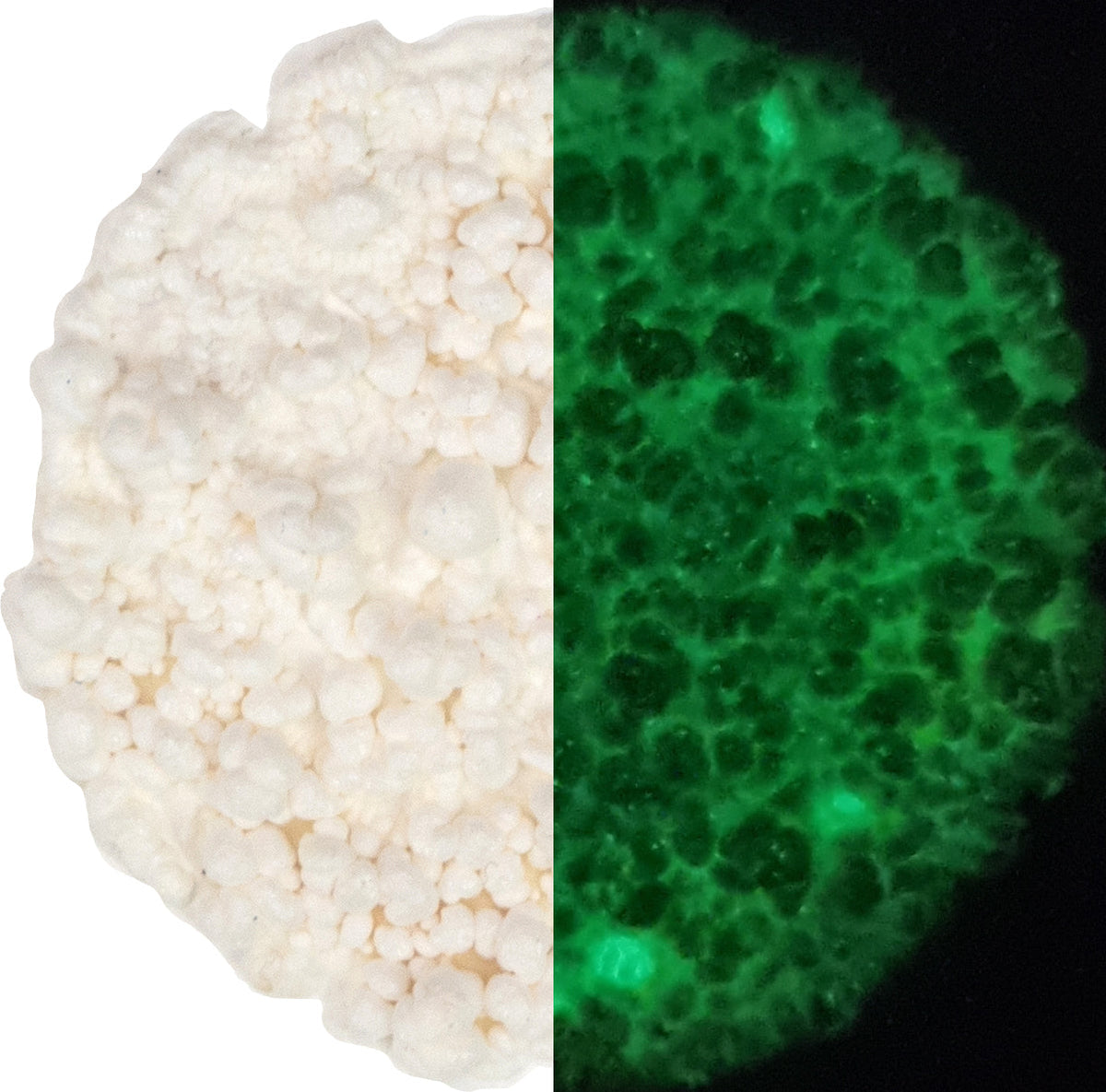 Cosmic Shimmer Fluffy Stuff Phosphorescent 30 ml-3