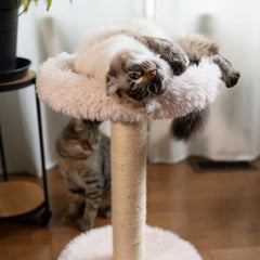 The Blush Perch – 1-Level Cat Tree-5