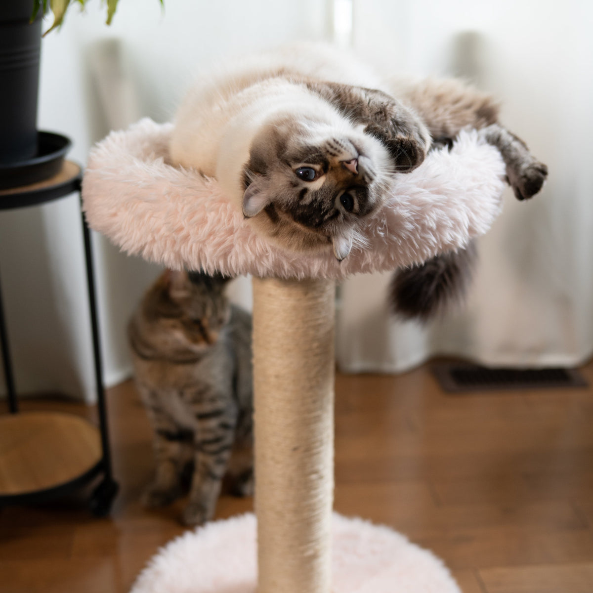 The Blush Perch – 1-Level Cat Tree-5